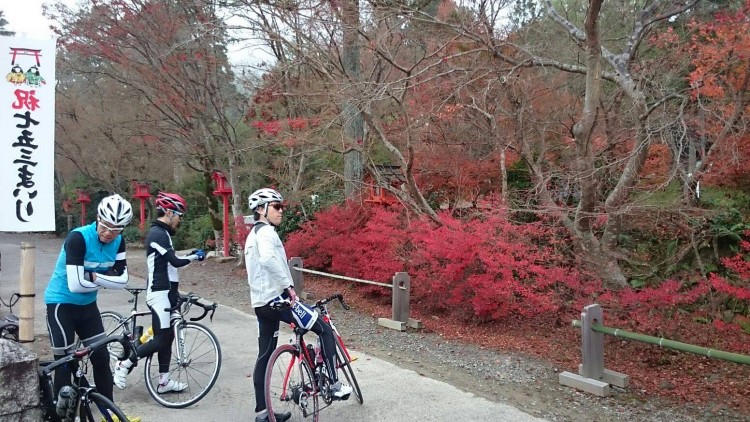 鍬山神社にて。紅葉は落葉しドウダンツツジが真っ赤です。